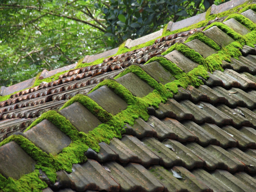 Démoussage de toiture dans le Jura